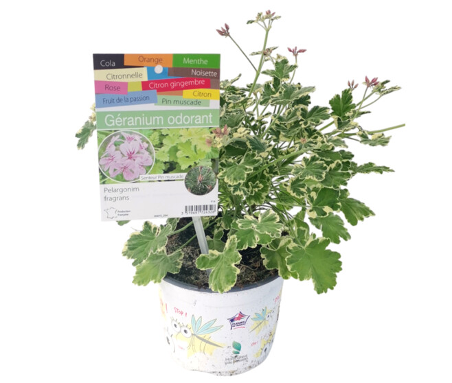 GERANIUM ODORANT FRAGRANS