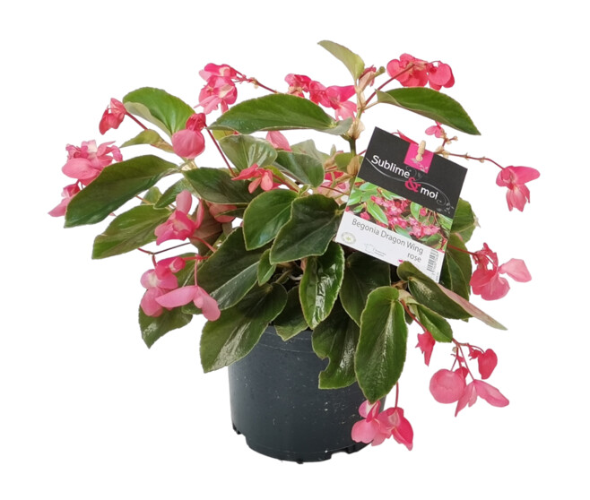 BEGONIA DRAGON WINGS ROSE