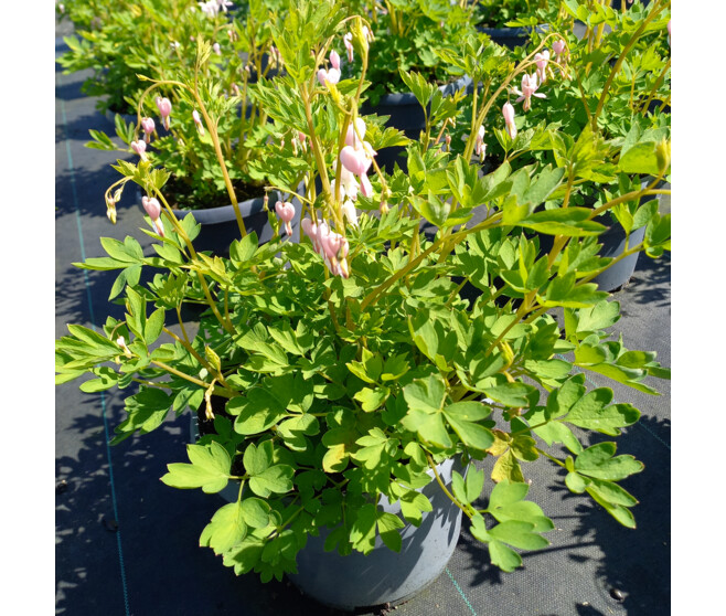 DICENTRA SPECTABILIS ROSE CLAIR