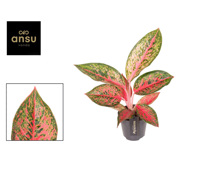 AGLAONEMA LYCHEE RED