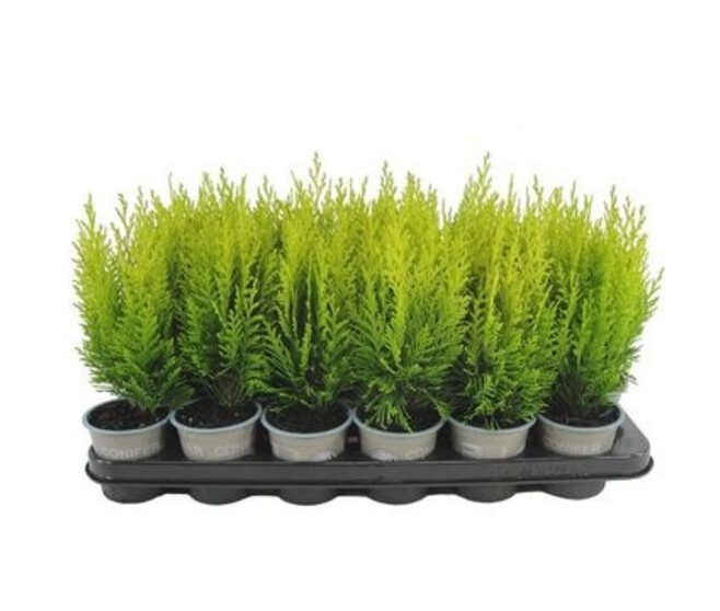 CHAMAECYPARIS AUREA