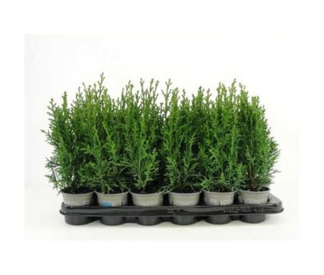 CHAMAECYPARIS ROBUSTA