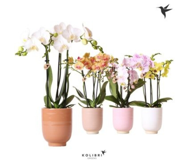 PHALAENOPSIS 3BR VARIE CERAM