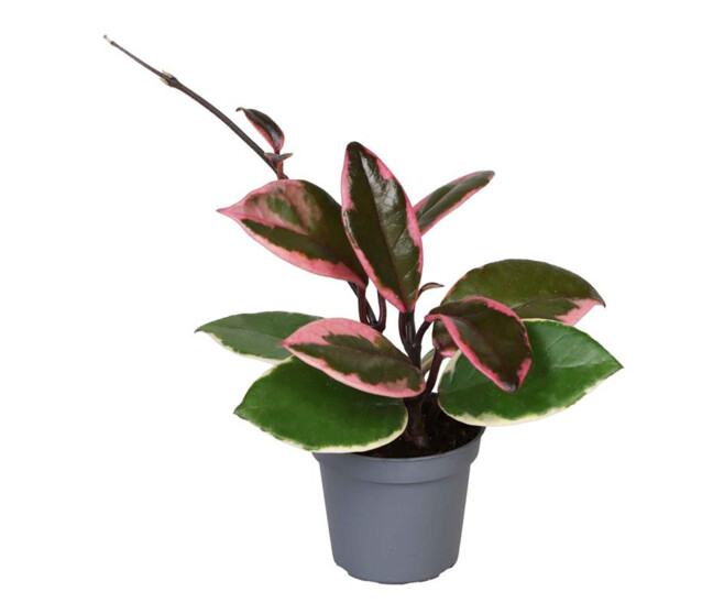 HOYA FLAMINGO DREAM