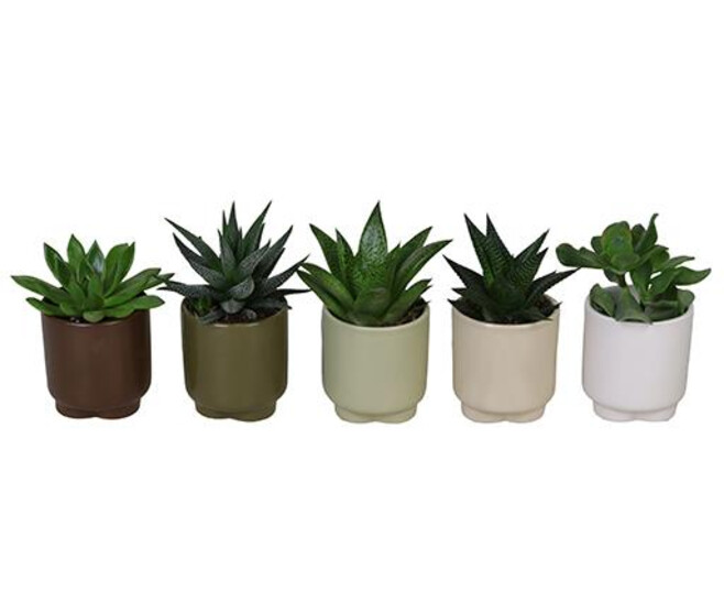 SUCCULENTE CERAM
