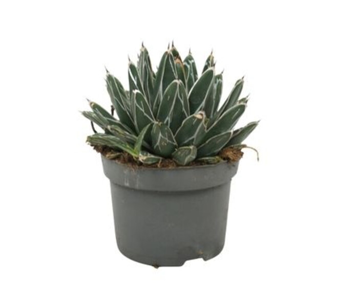 AGAVE VICTORIAE REGINAE