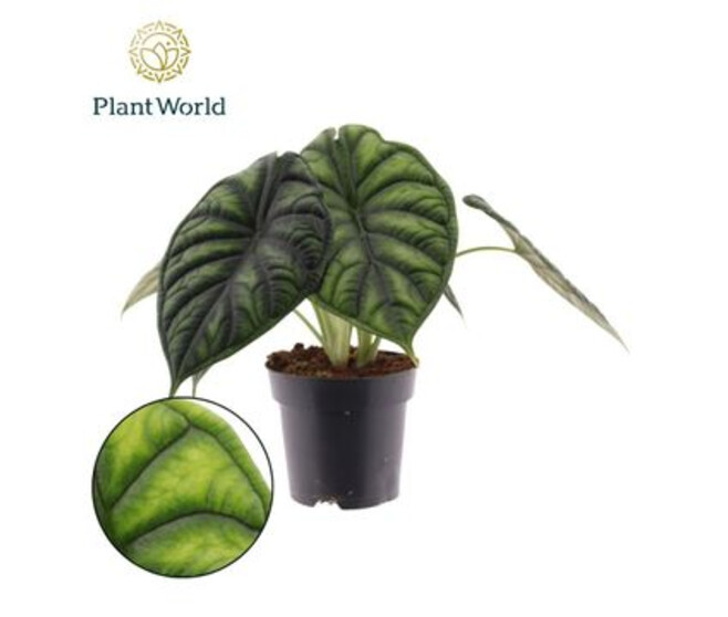 ALOCASIA DRAGON SCALE
