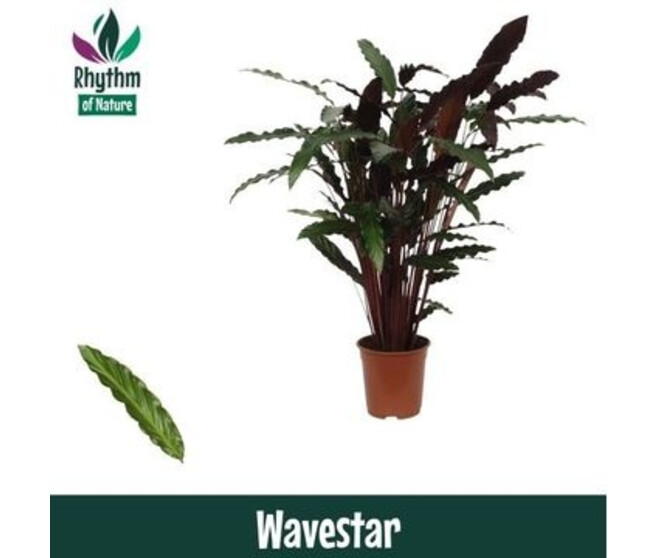 CALATHEA WAVESTAR