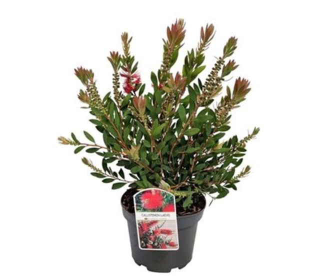 CALLISTEMON