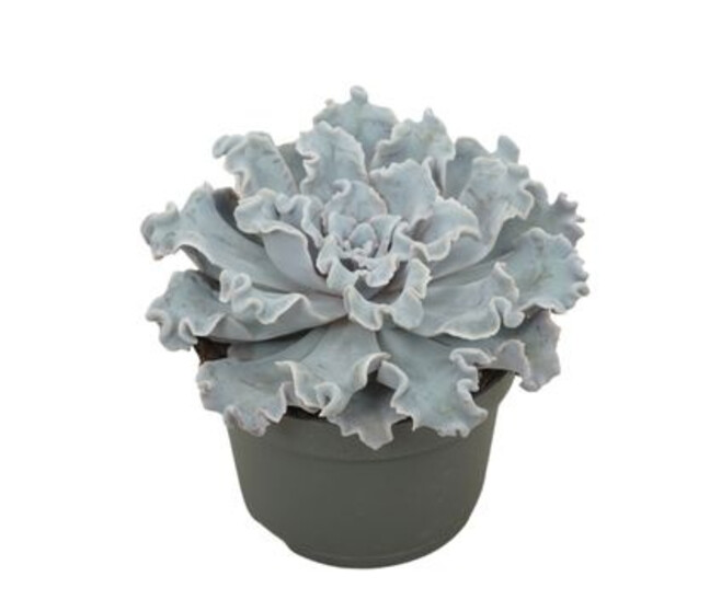 ECHEVERIA CRISPY BEAUTY