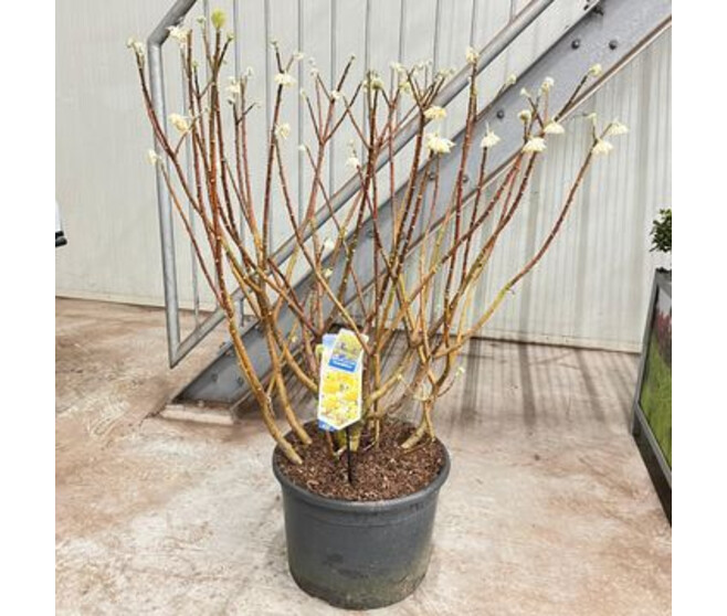 EDGEWORTHIA CHRYSANTHA GRANDIFLORA