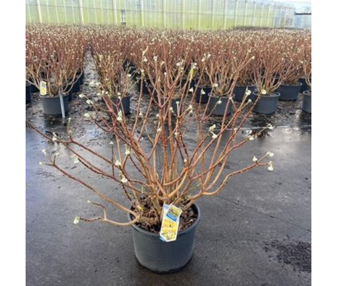EDGEWORTHIA CHRYSANTHA GRANDIFLORA