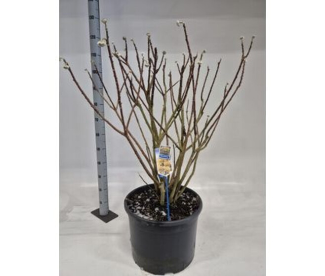 EDGEWORTHIA CHRYSANTHA GRANDIFLORA