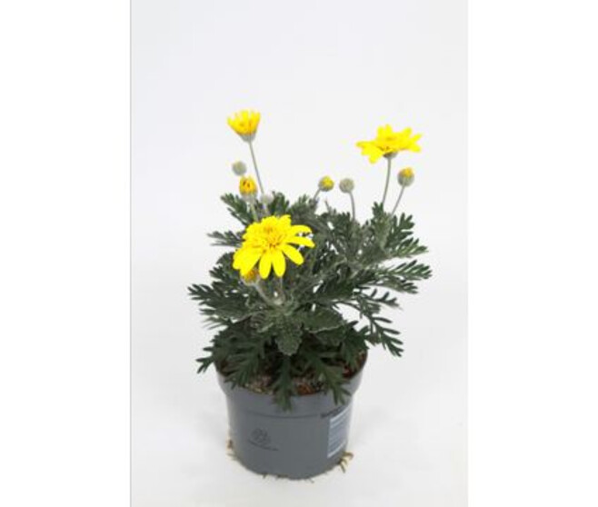 EURYOPS SILVERSTAR