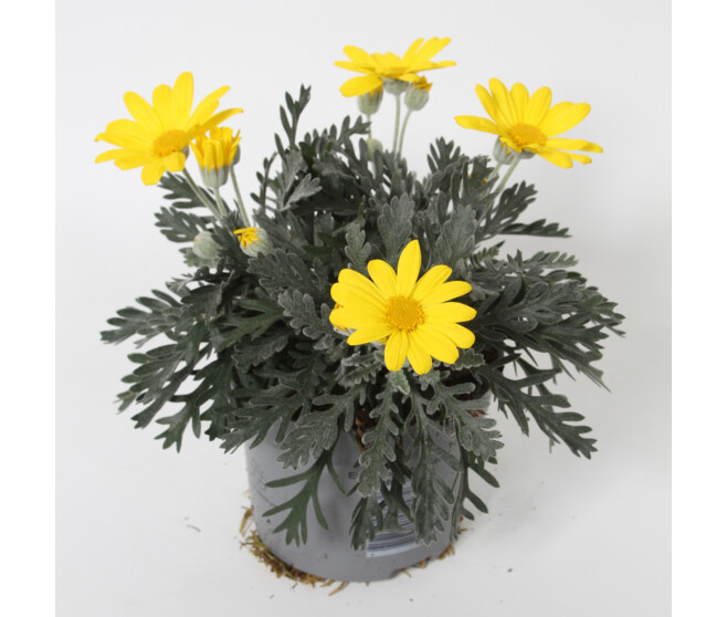 EURYOPS SILVERSTAR