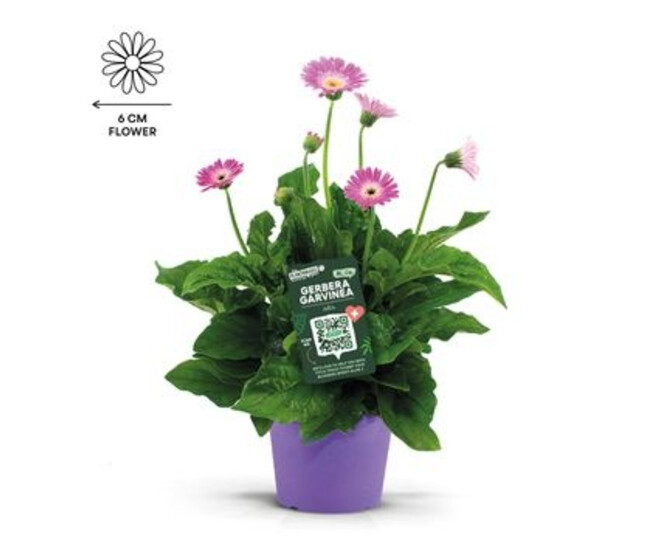 GERBERA GARVINEA SWEET SURPRISE