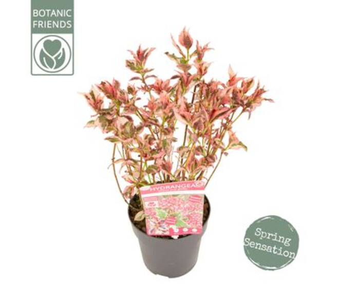 HORTENSIA SERRATA EUPHORIA PINK