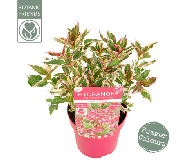 HORTENSIA SERRATA EUPHORIA PINK