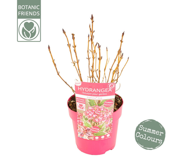 HORTENSIA SERRATA EUPHORIA PINK