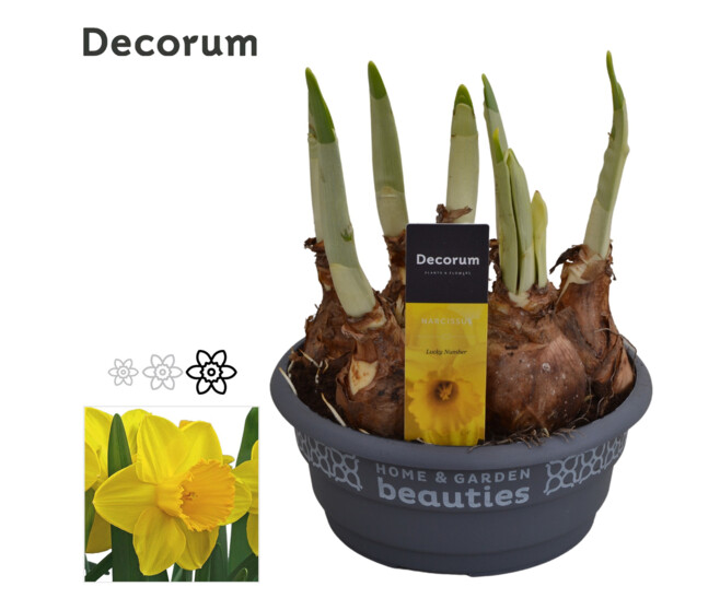 NARCISSE LUCKY NUMBER