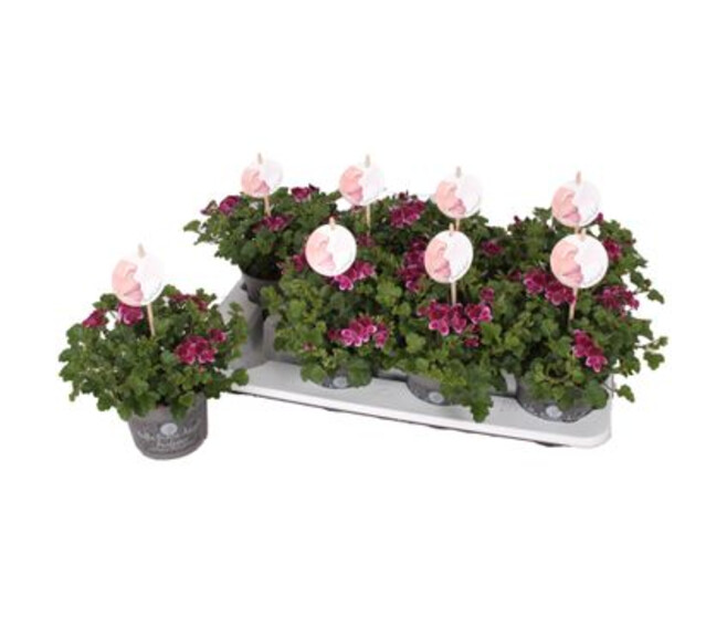 PELARGONIUM GRANDIFLORUM