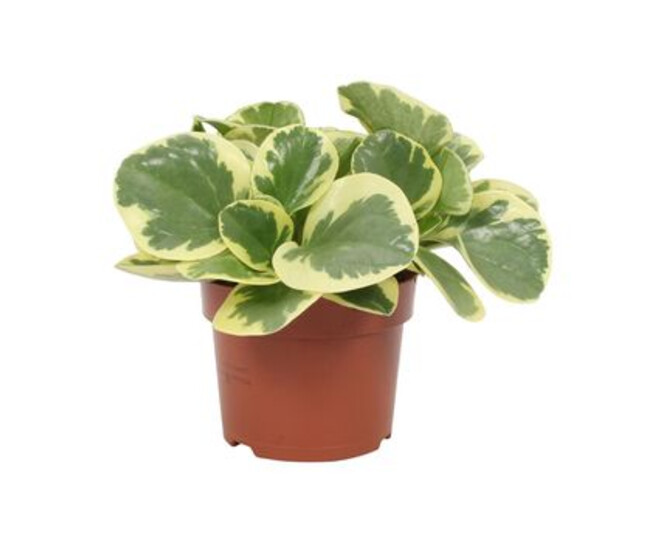 PEPEROMIA OBTUSIFOLIA