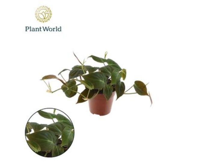 PHILODENDRON SCANDENS MICANS