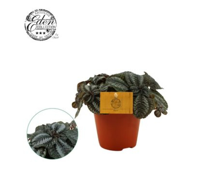 PILEA NORFOLK