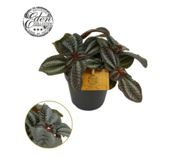 PILEA NORFOLK