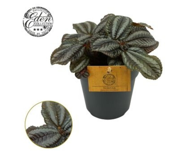 PILEA NORFOLK