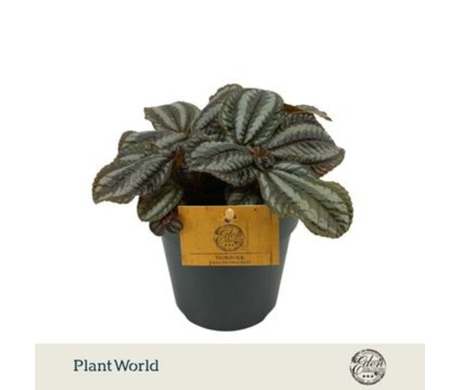 PILEA NORFOLK