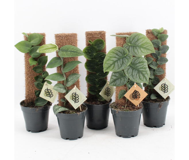 PHILODENDRON MONSTERA DUBIA TM