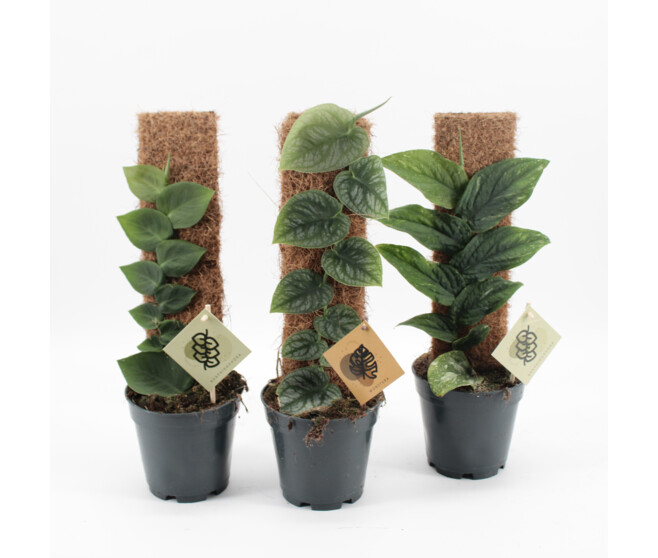 PHILODENDRON MONSTERA DUBIA TM