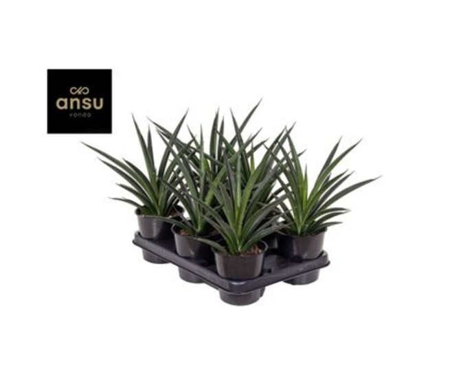 SANSEVERIA AMAZON GREEN