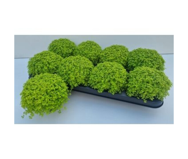 HELXINE SOLEIROLII AUREA