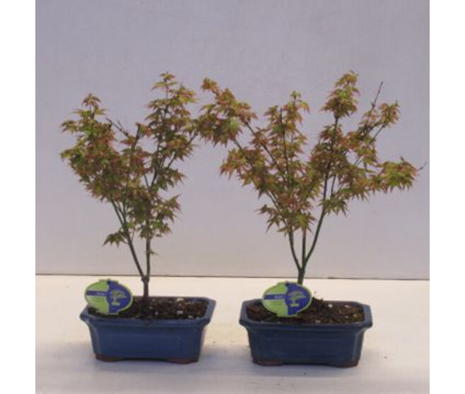 BONSAI ACER LITTLE PRINCESS