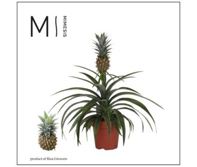 ANANAS MI AMIGO