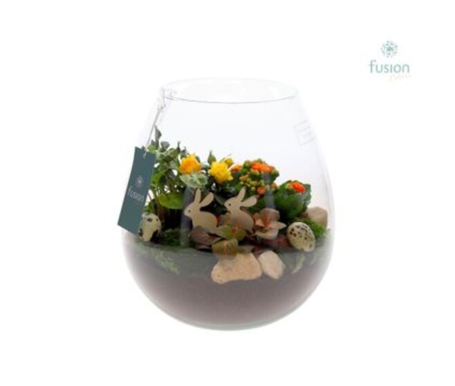 COMPO 4 PLANTES VERRE