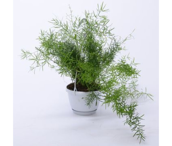 ASPARAGUS SPRENGERI