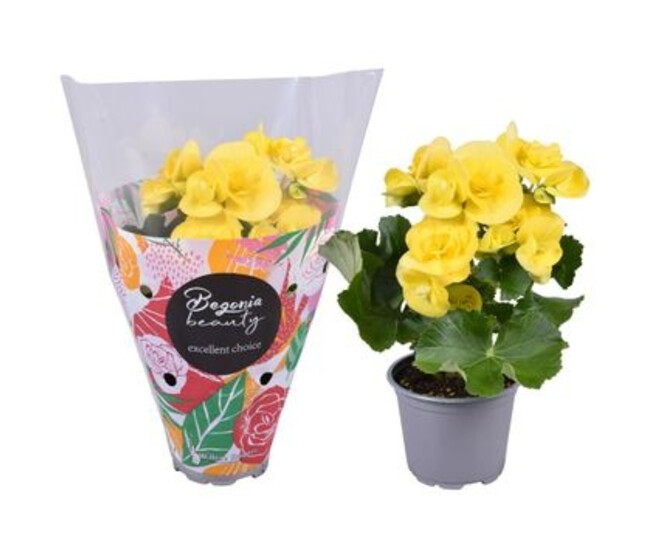 BEGONIA RIEGGER JAUNE