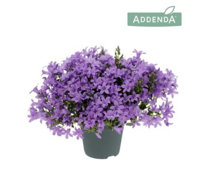 CAMPANULE AMBELLA LAVENDER