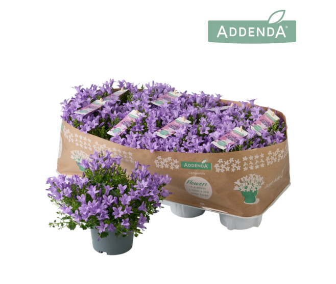 CAMPANULE AMBELLA LAVENDER