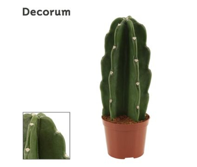 CACTUS CEREUS JAMACARU