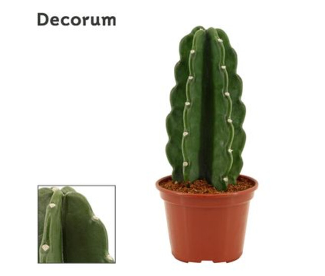 CACTUS CEREUS JAMACARU