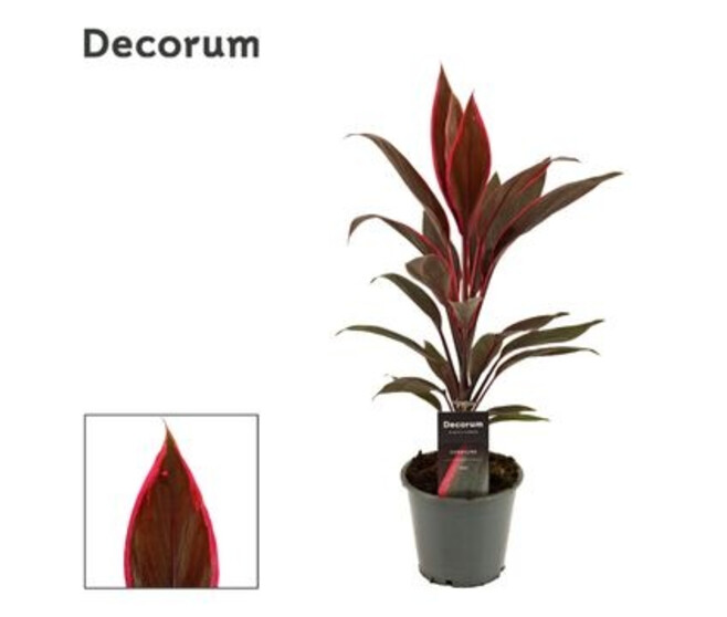 CORDYLINE TANGO