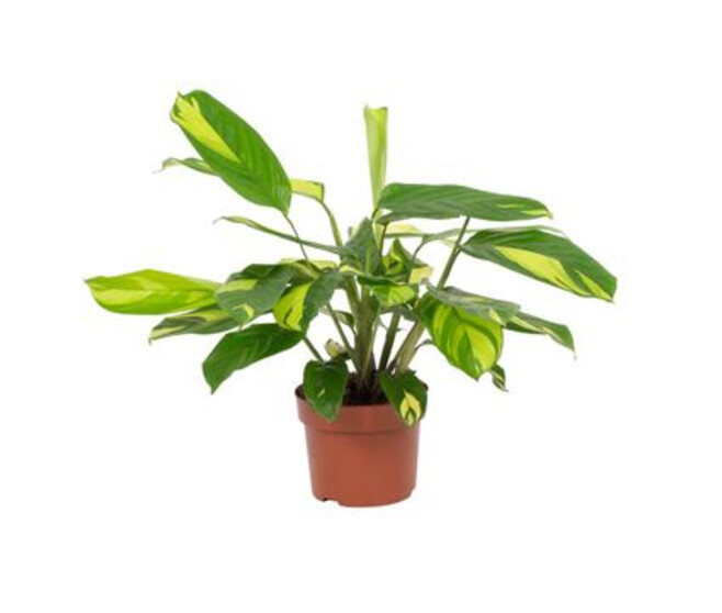 CALATHEA GOLDEN MOSAIC