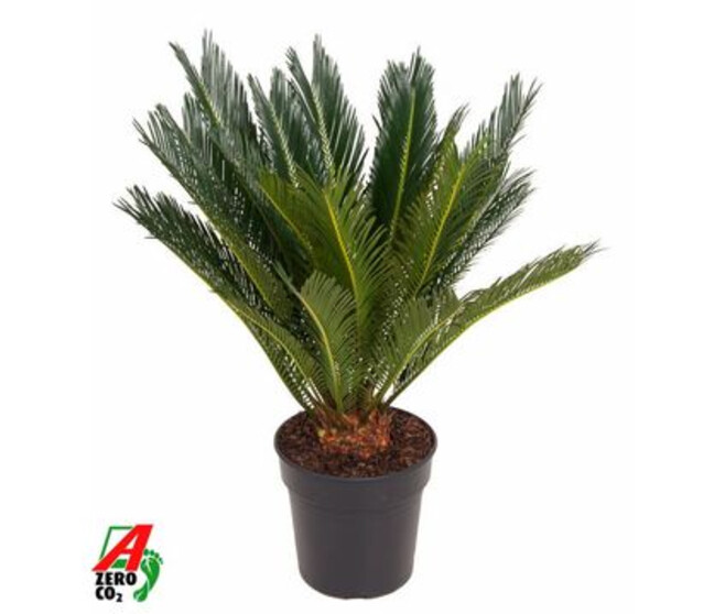 CYCAS REVOLUTA