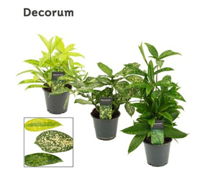 DRACAENA SURCULOSA