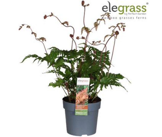 DRYOPTERIS ERYTHROSORA
