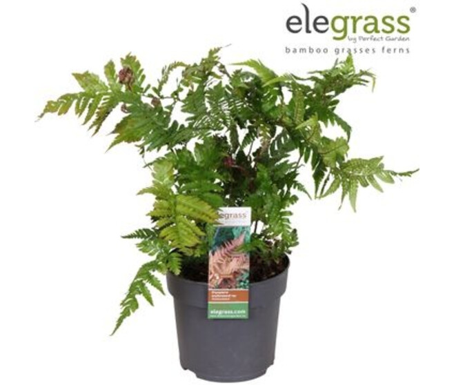 DRYOPTERIS ERYTHROSORA